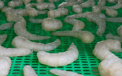 Cómo las soluciones plásticas optimizan la acuicultura