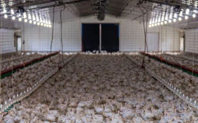 Cómo las mallas plásticas optimizan el sector avícola