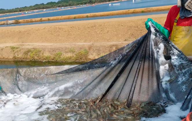 redes de pesca